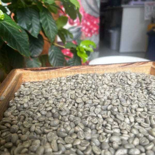 Fabrica de café Buenavida photo 5