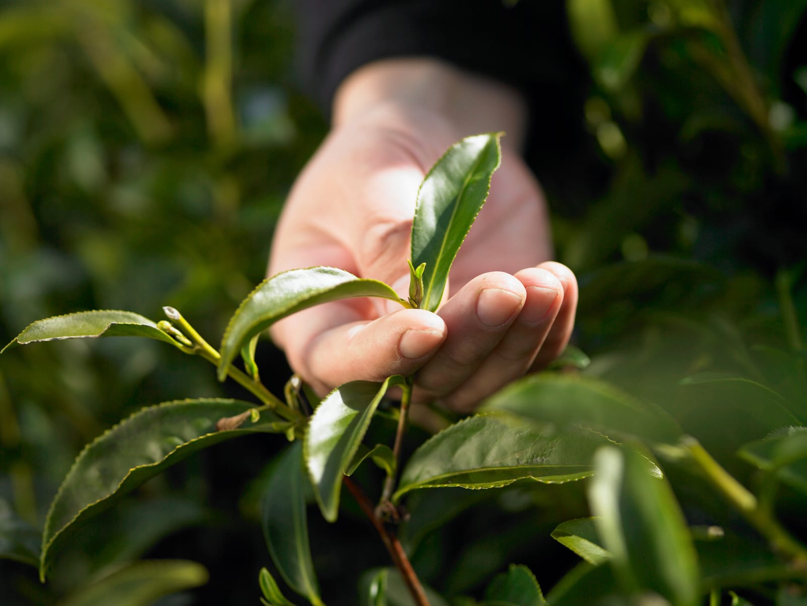 Kokako Organic Coffee Roastery photo 4