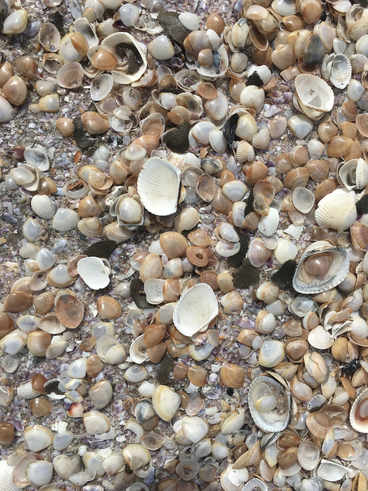 Cafe Abu zaid beach photo 2