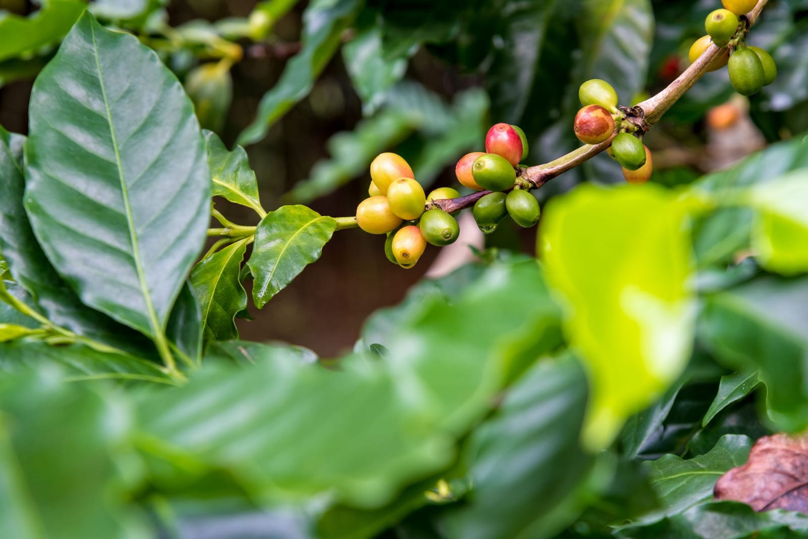 Kenya Co-operative Coffee Exporters (Kcce) photo 2