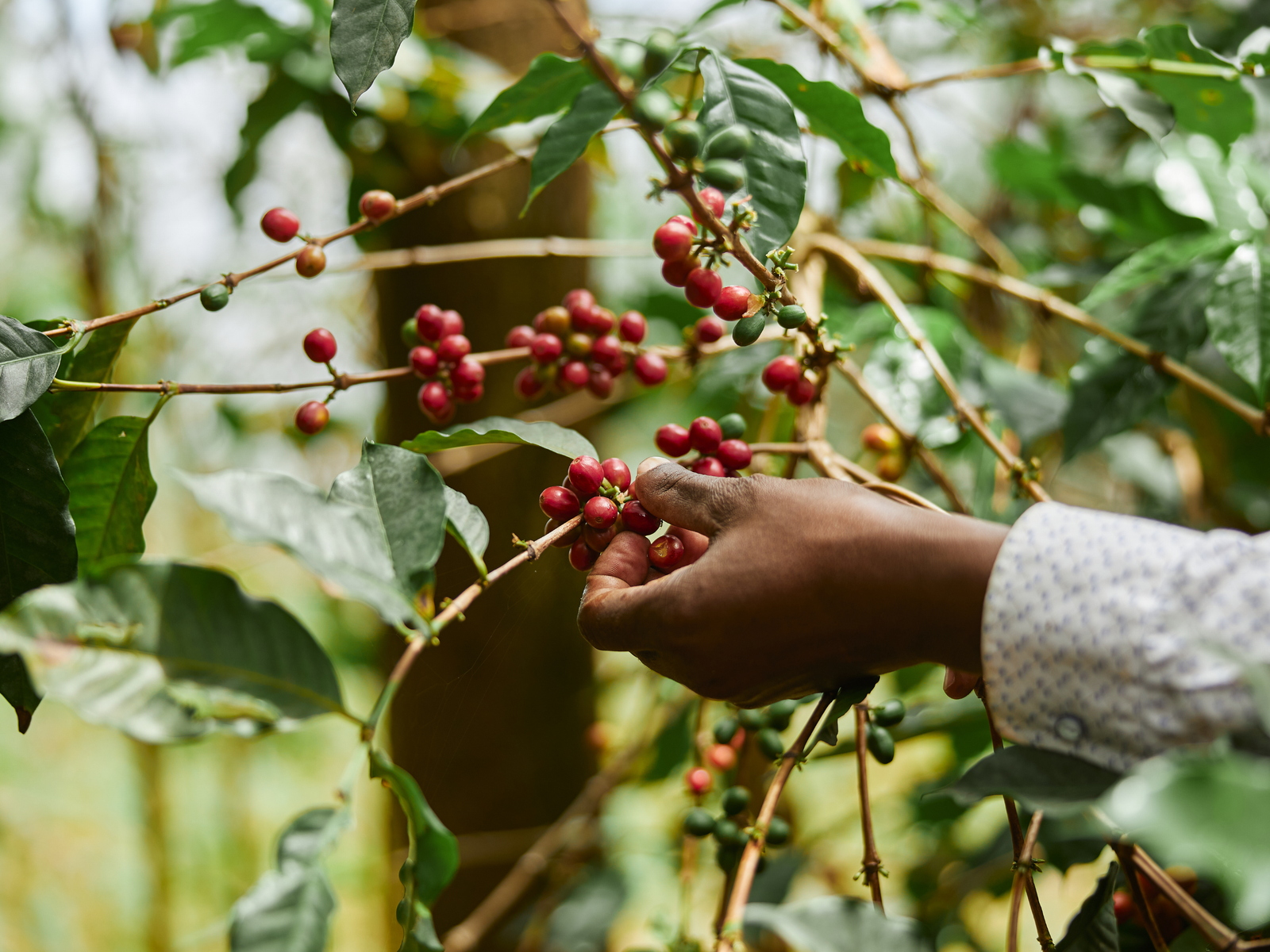 Kenya Co-operative Coffee Exporters (Kcce) photo 3