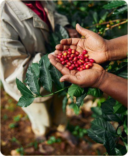 Maldo coffee ( ማልዶ ቡና) photo 6