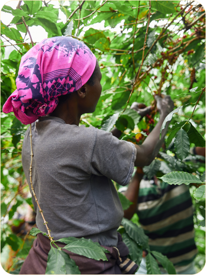 Maldo coffee ( ማልዶ ቡና) photo 7