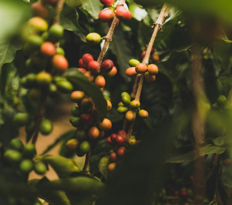 Gofer Coffee photo 3