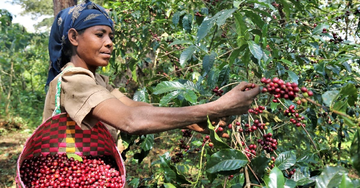 Mattot Coffee ማቶት ቡና photo 6