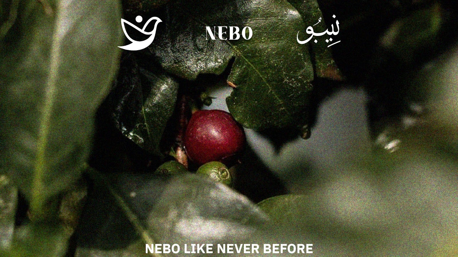Nebo Specialty coffee roasters and coffee house