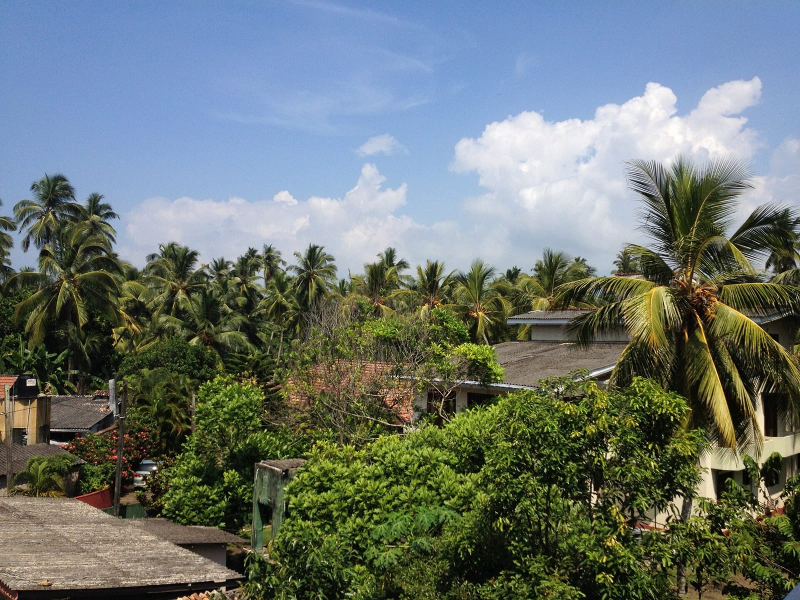 The kava coffee photo 2