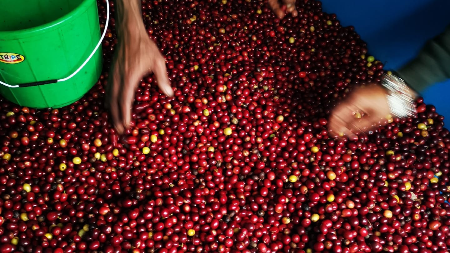 Lekali Coffee works