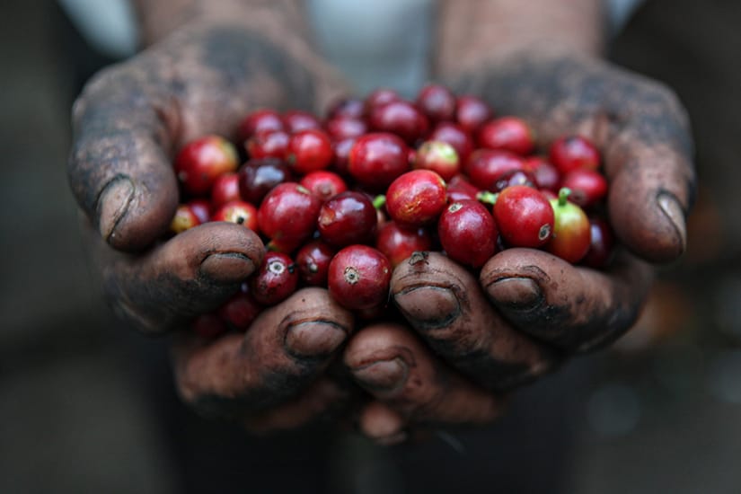 Lekali Coffee works photo 3