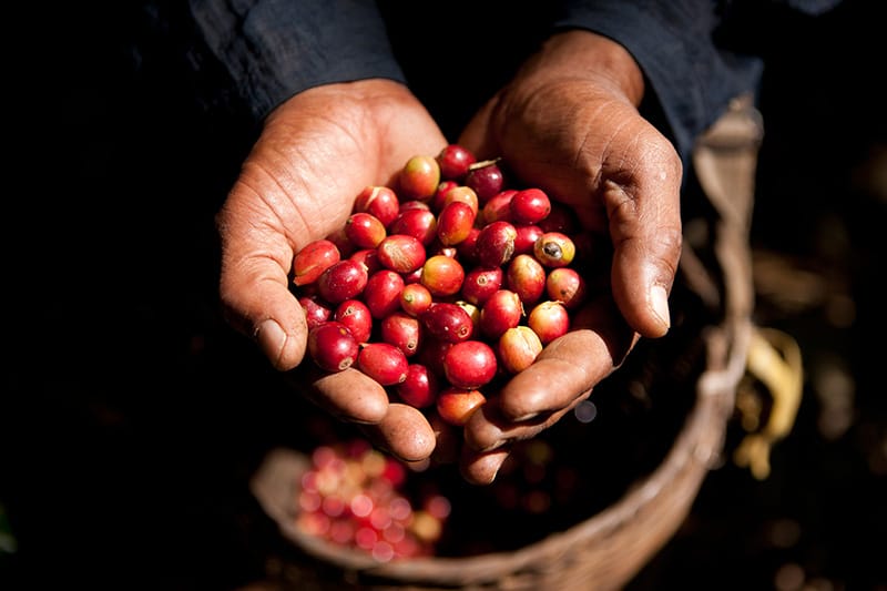 Coffee Producers Cooperative [CPC] photo 3