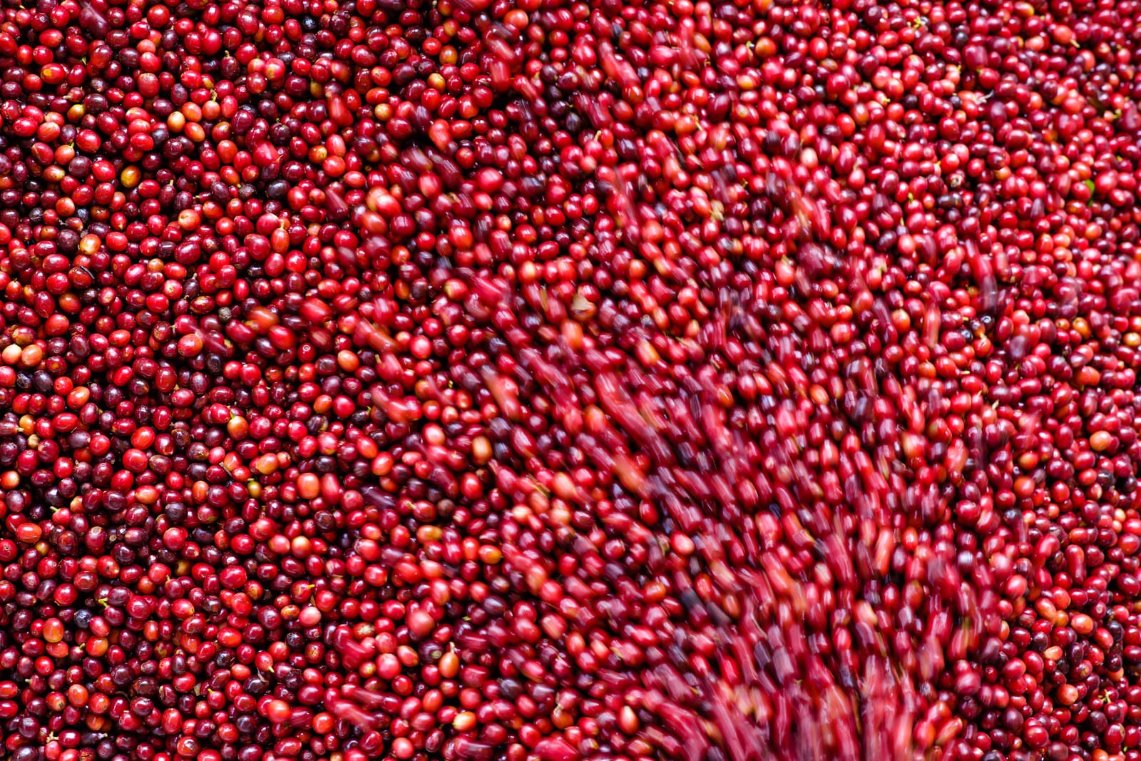 Behind The Leaf Coffee photo 4