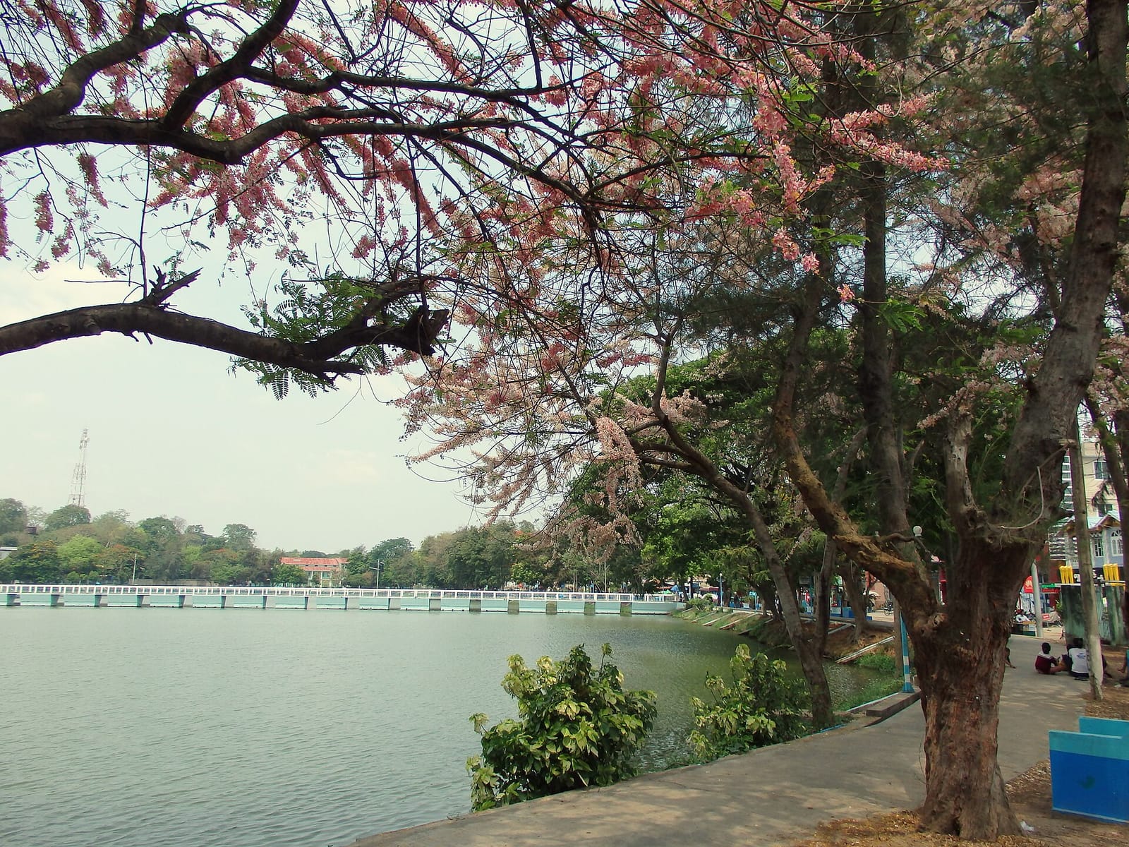 San Taw Mee Tea House & Food Center photo 2