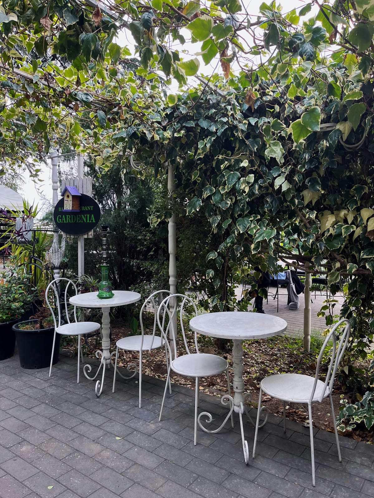 Kutaisi Gardenia