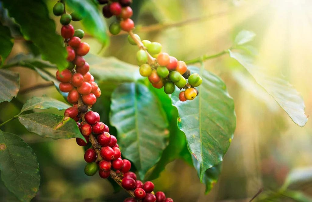 Bonobo specialty coffee roasters photo 2