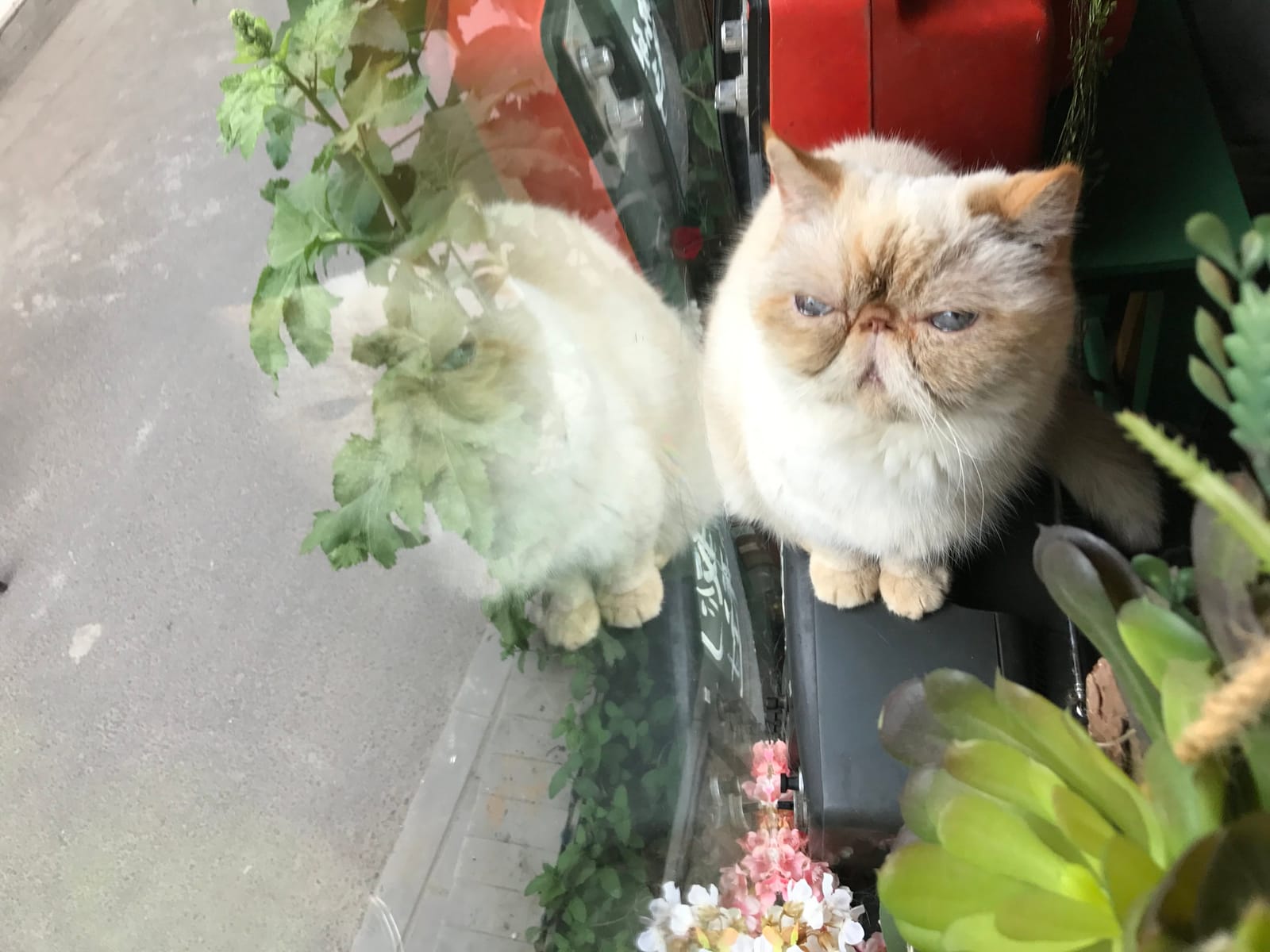 World's End Girlfriend Cat Cafe photo 3