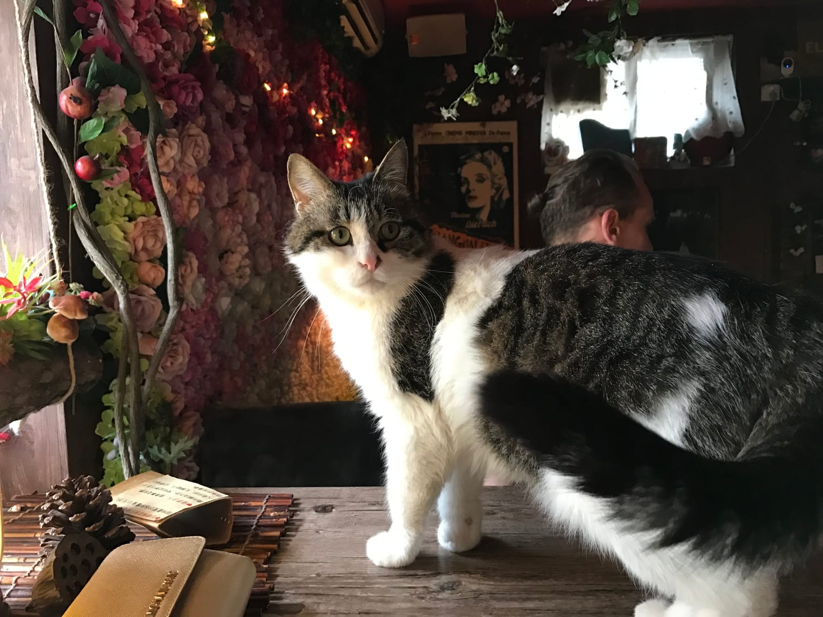 World's End Girlfriend Cat Cafe photo 5
