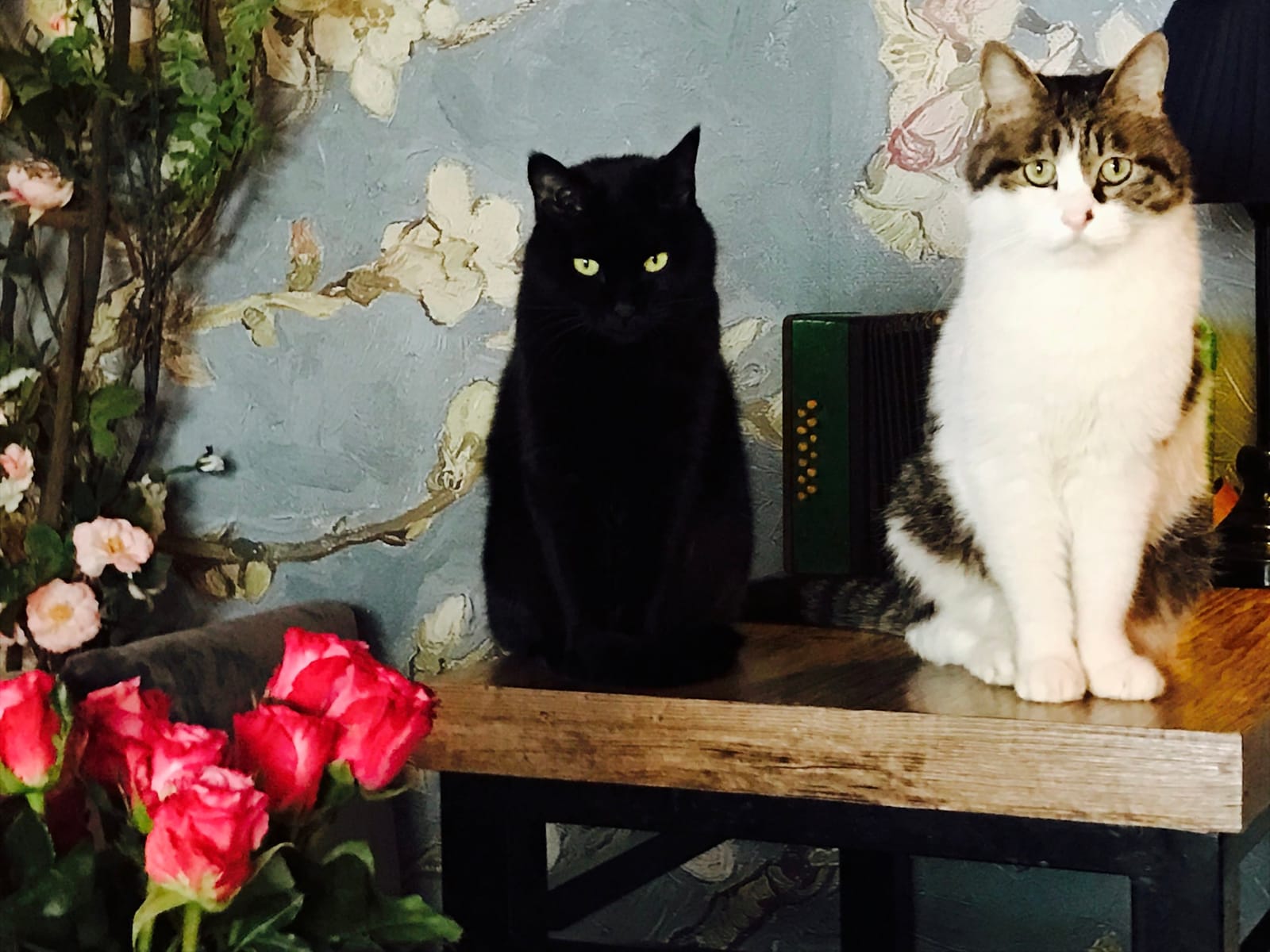 World's End Girlfriend Cat Cafe photo 6