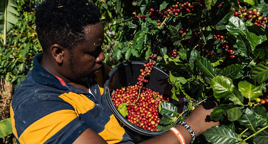 Mai Shayi Coffee Roasters Ltd. — Kwame Nkrumah, Abuja photo 6
