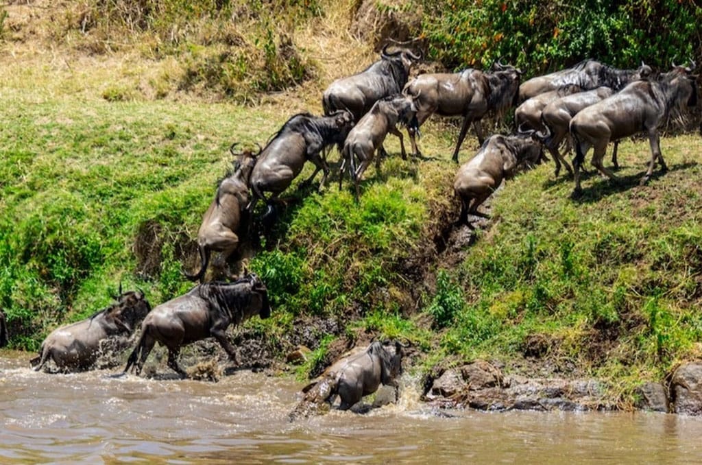 Arusha Woodstone Safari LunchBox photo 2