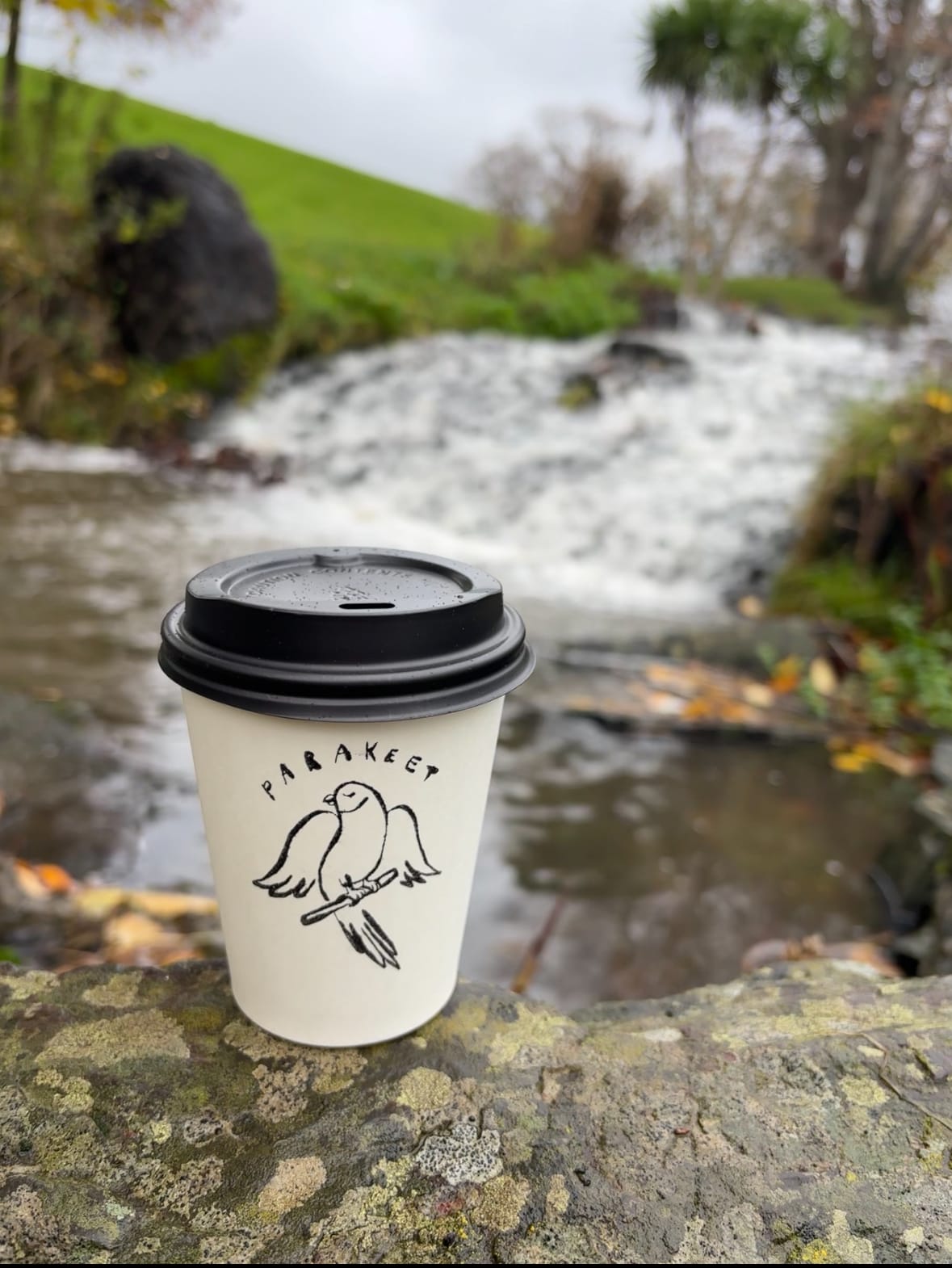Parakeet Coffee