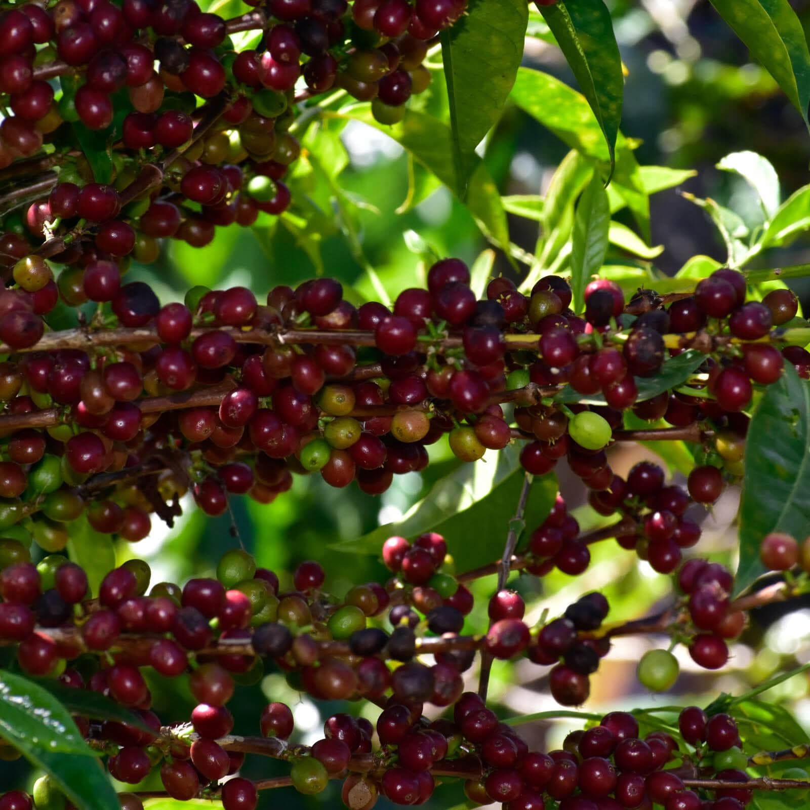Rhostio Coffee Roasters photo 8