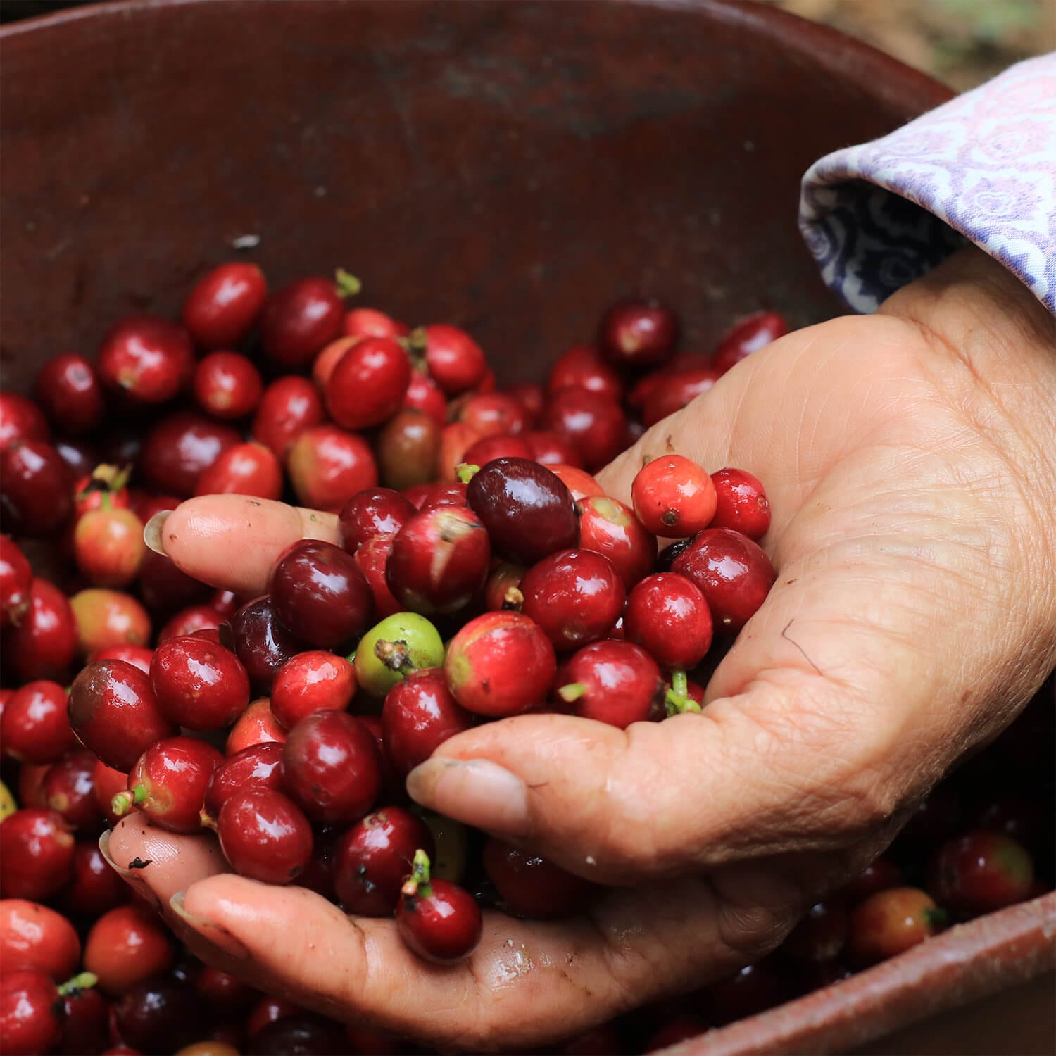 Rhostio Coffee Roasters photo 6