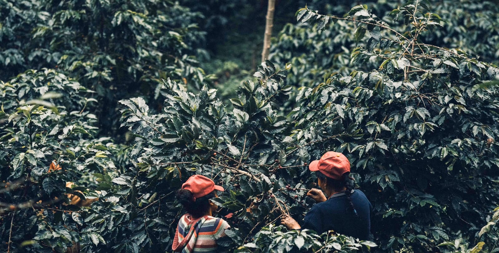 Maude Coffee Roasters photo 2