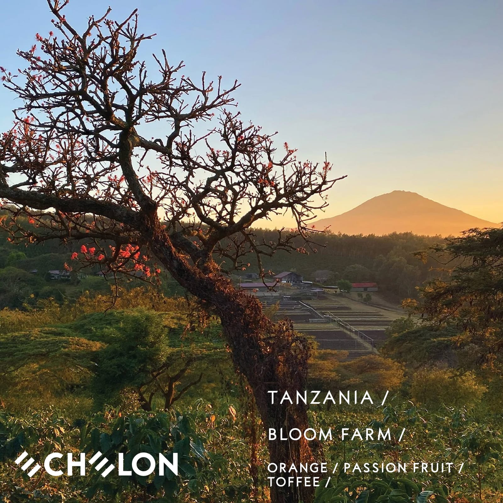 Echelon Coffee Roasters photo 3