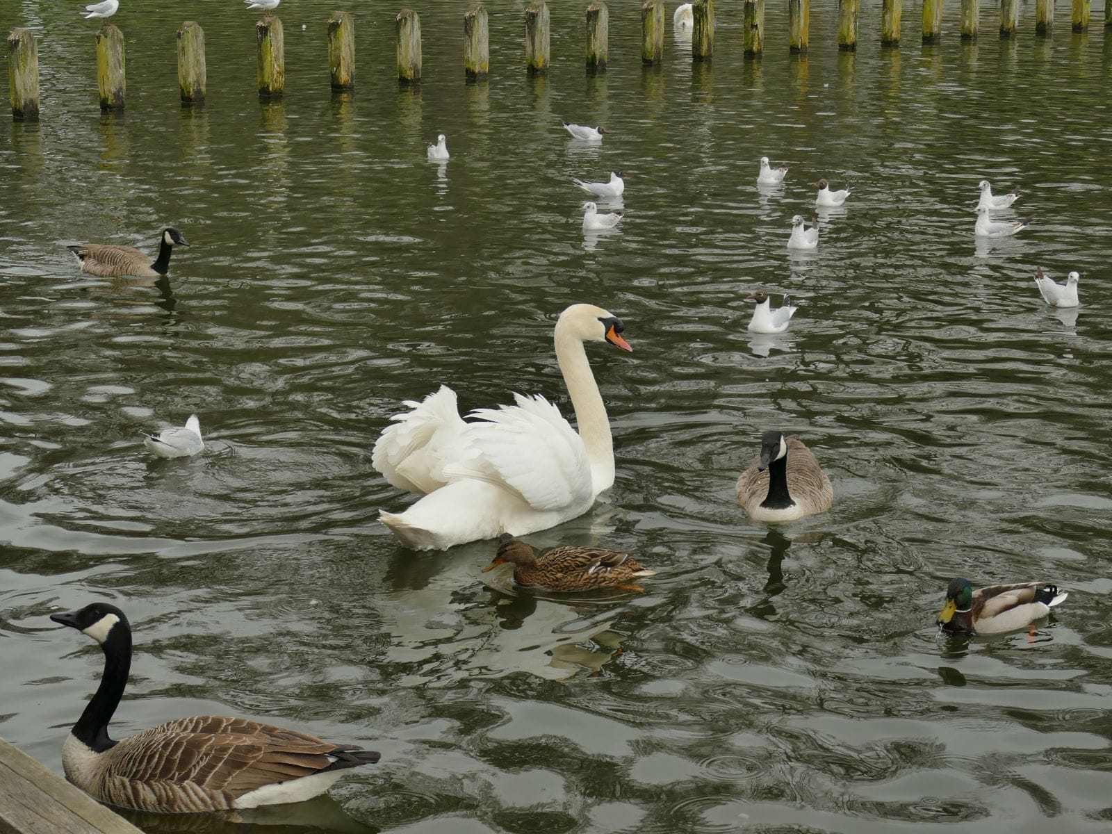 The Lakeside Café photo 3