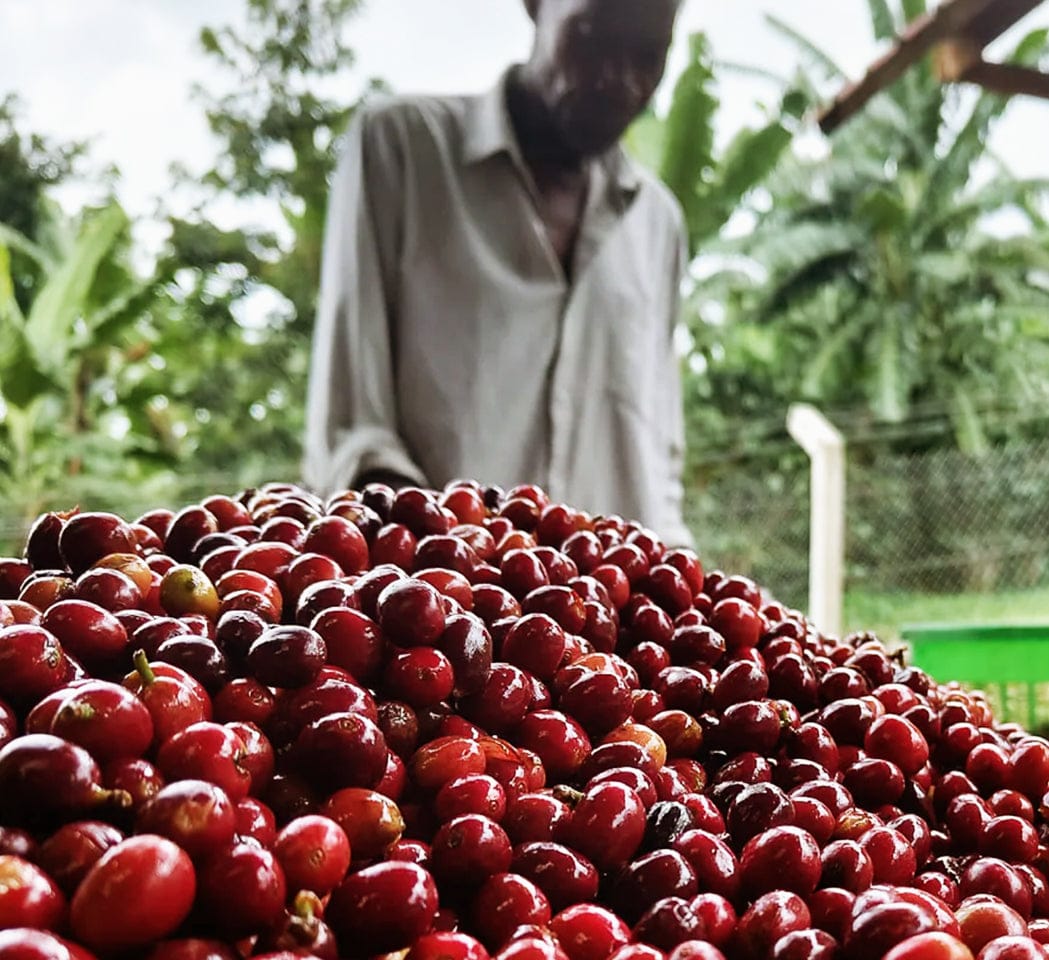 Northern Cobbler Coffee Roasters photo 6