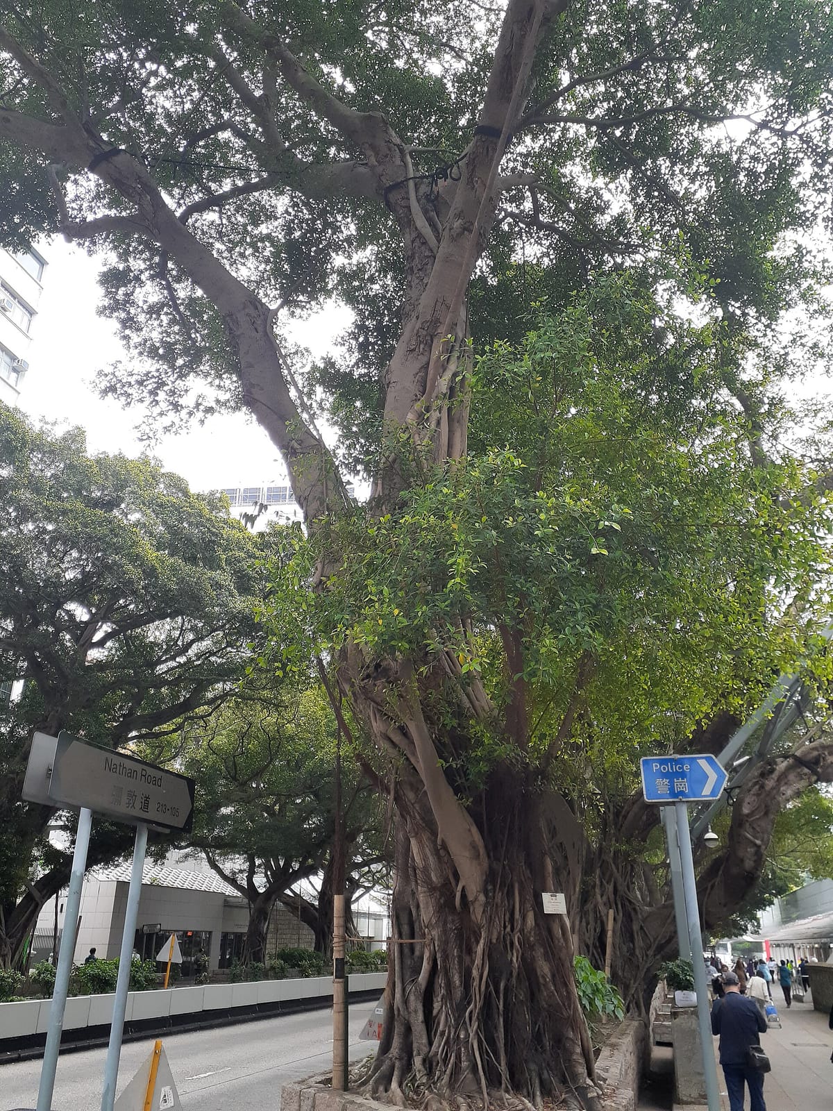 Grandmama Cafe (Tsim Sha Tsui) photo 3