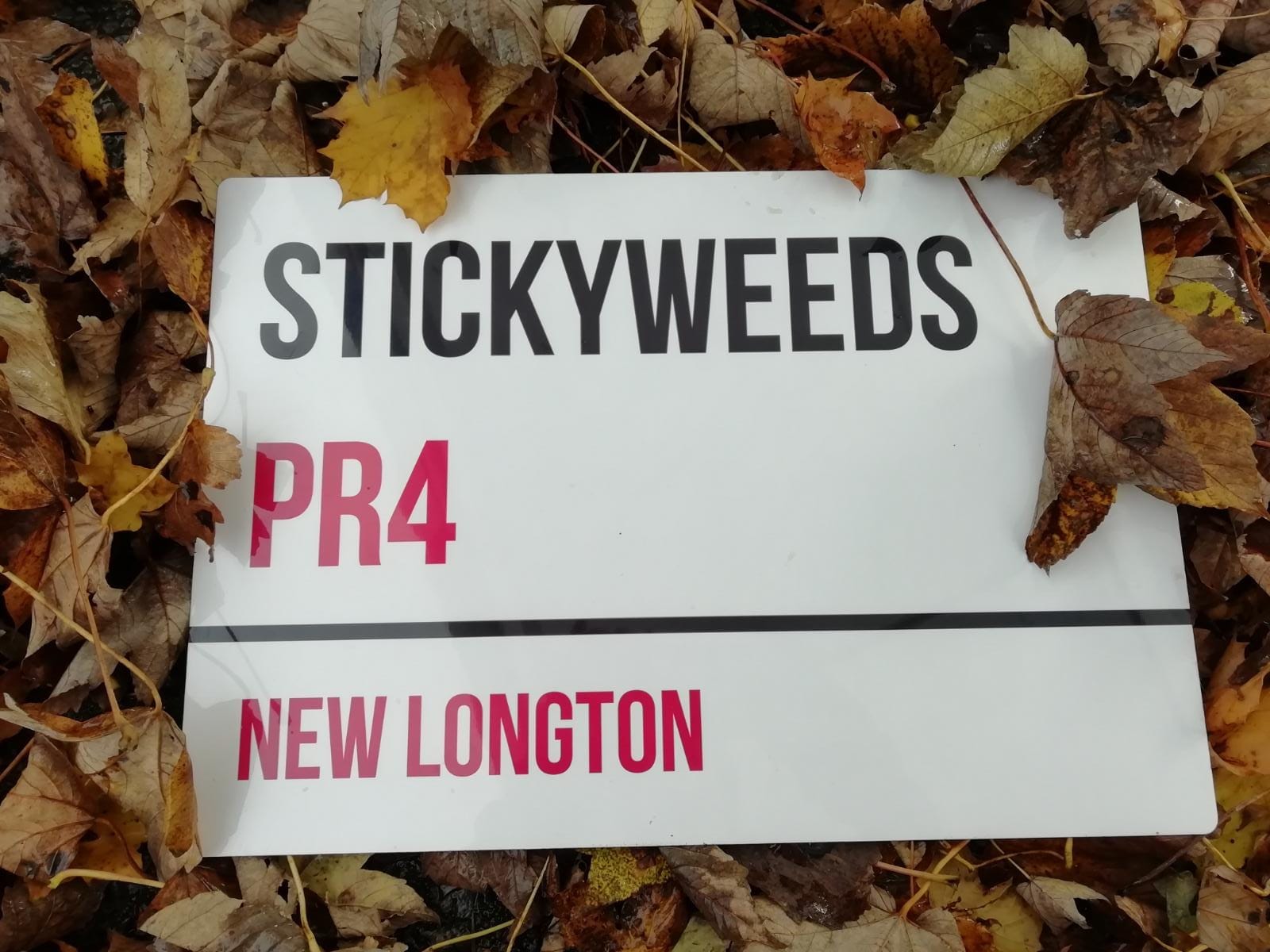 Stickyweeds photo 4