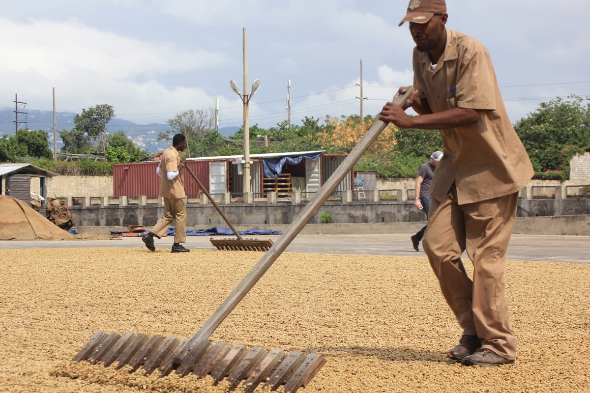 Blue Mountain Coffee Europe Ltd photo 2