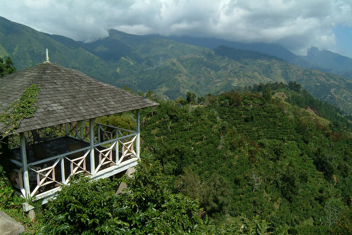 Blue Mountain Coffee Europe Ltd photo 3
