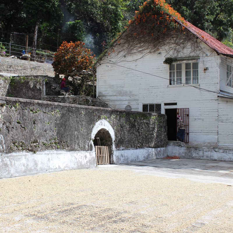 Blue Mountain Coffee Europe Ltd photo 6