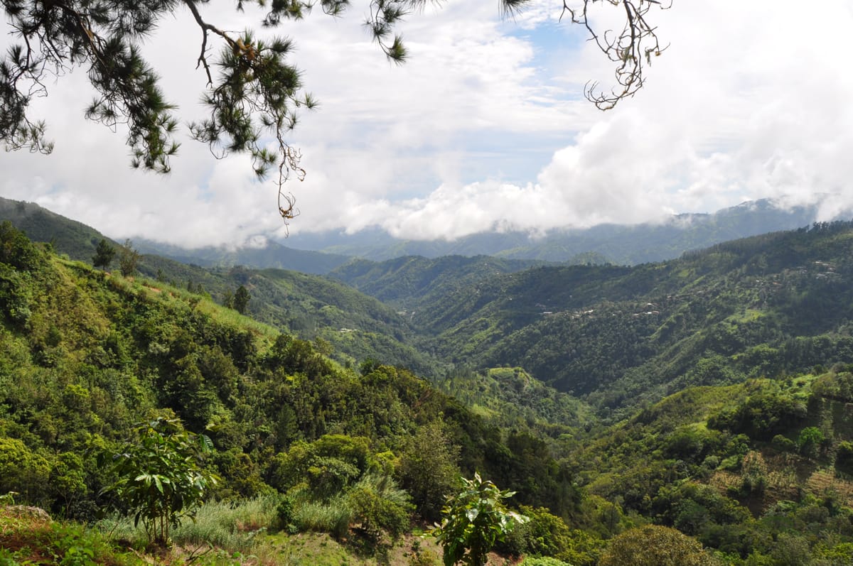 Blue Mountain Coffee Europe Ltd photo 4