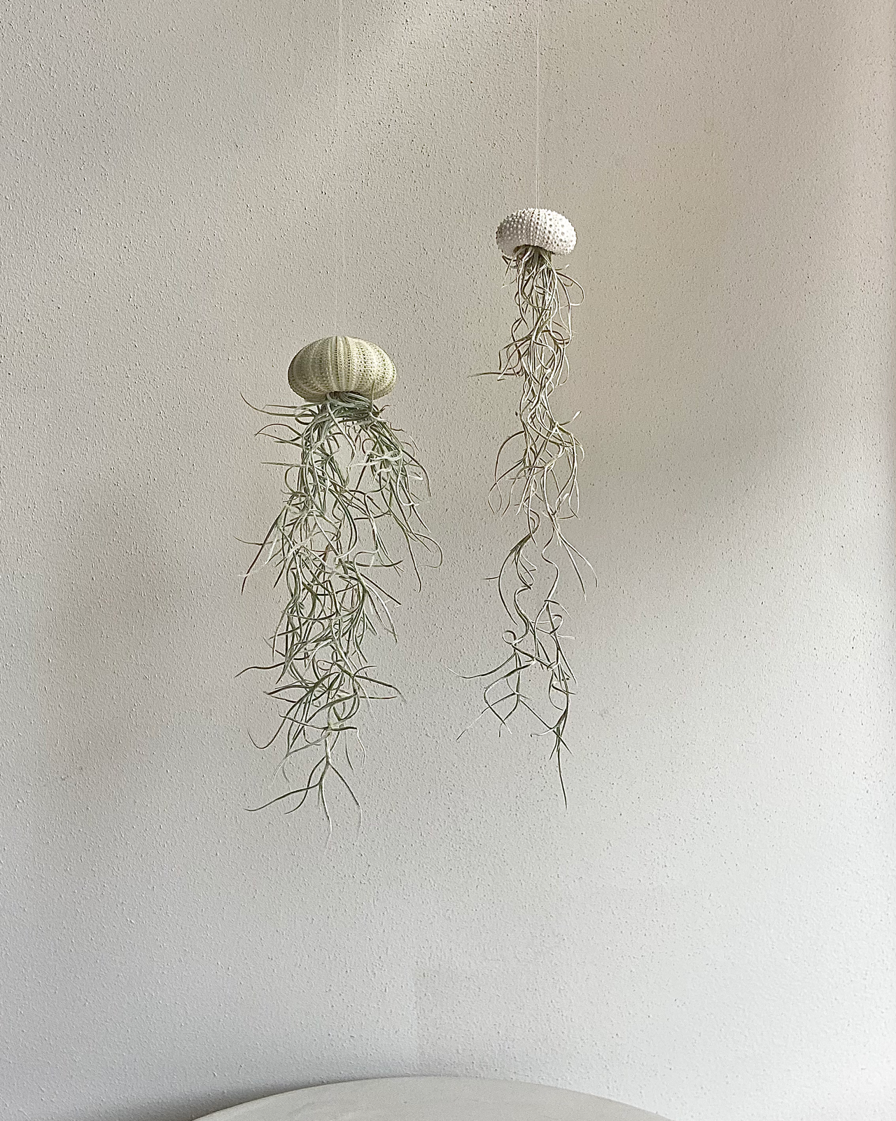 Plukk photo 6