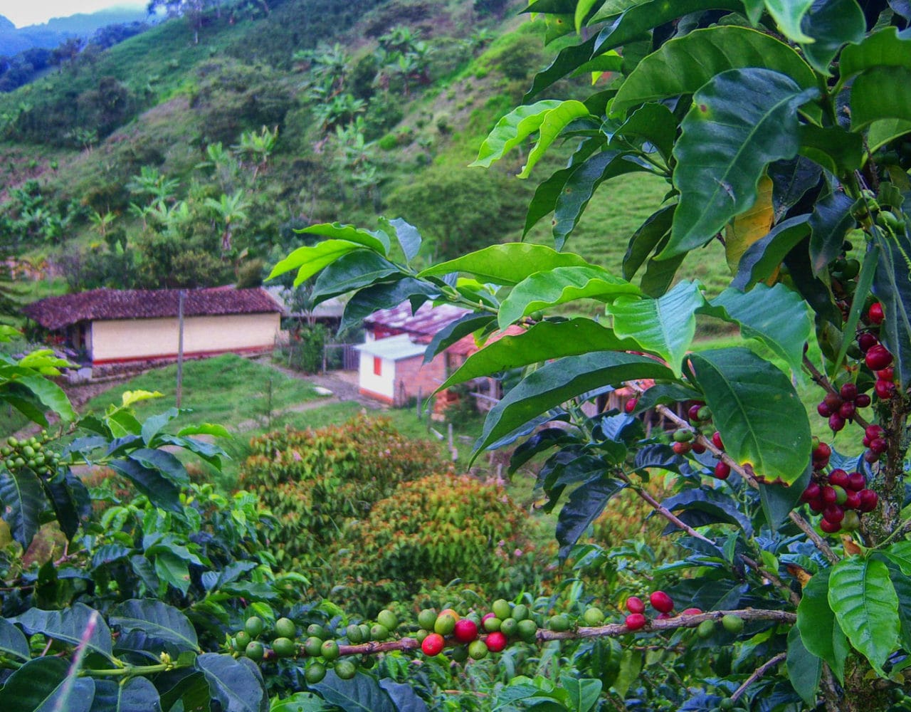 Café Maguana photo 9