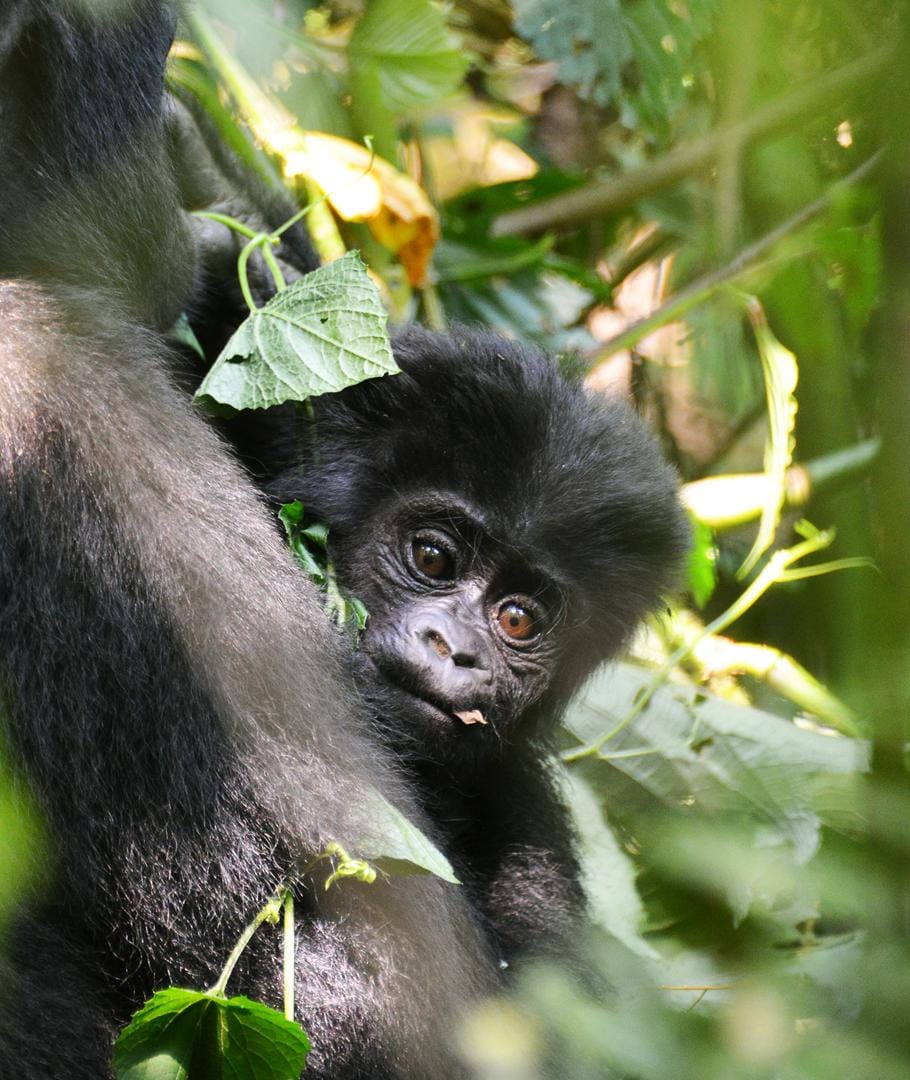 Gorilla Highlands Cafe photo 6
