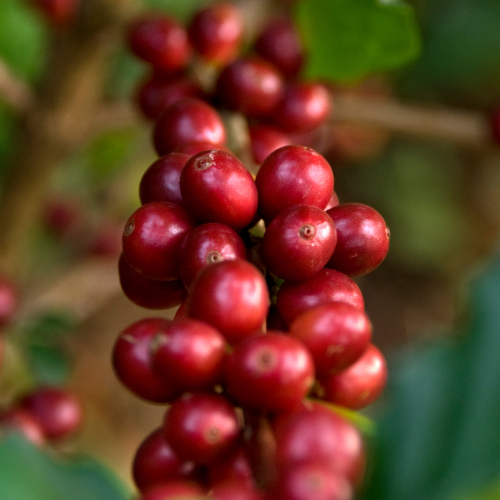 BAYAAYA SPECIALTY COFFEE photo 4