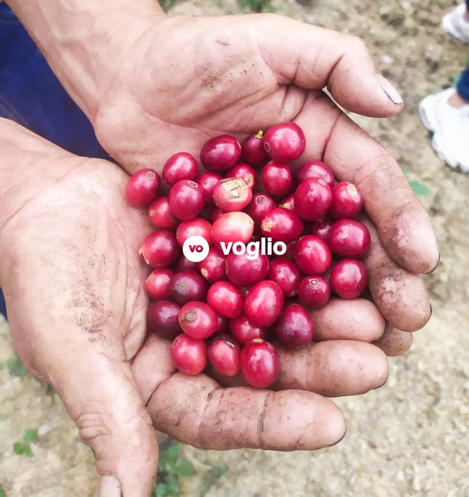 Voglio Coffee Store photo 2