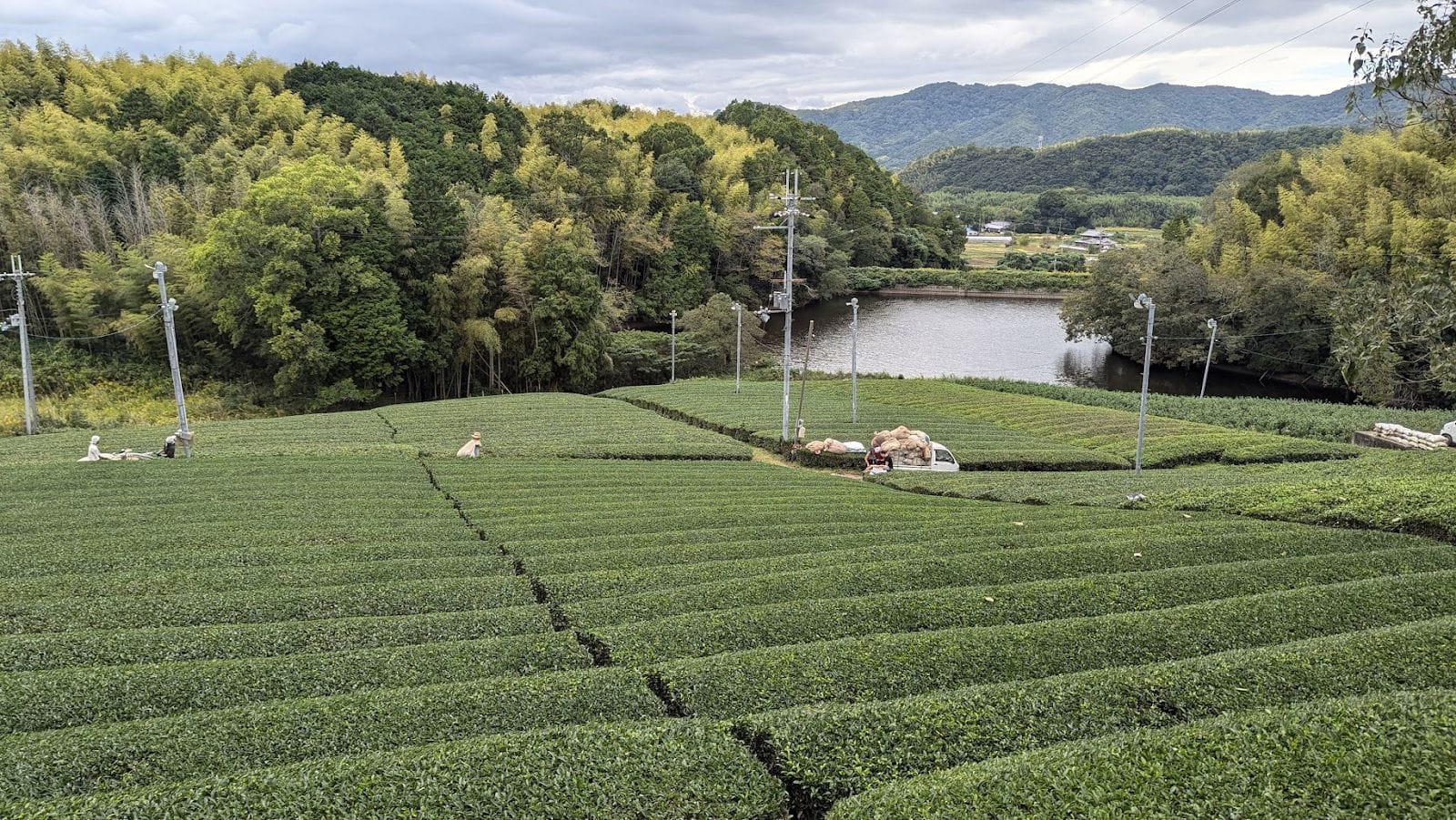 Morii Tea House photo 3
