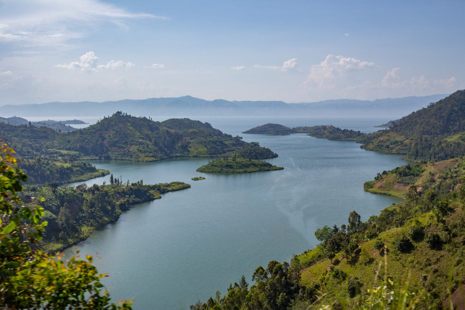 Kivu Noir photo 2