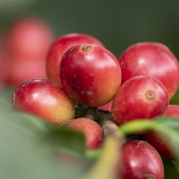 Question Coffee Kiyovu photo 2