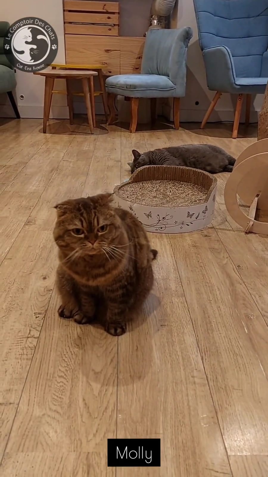 Le Comptoir Des Chats (enfants à partir de 10 ans)