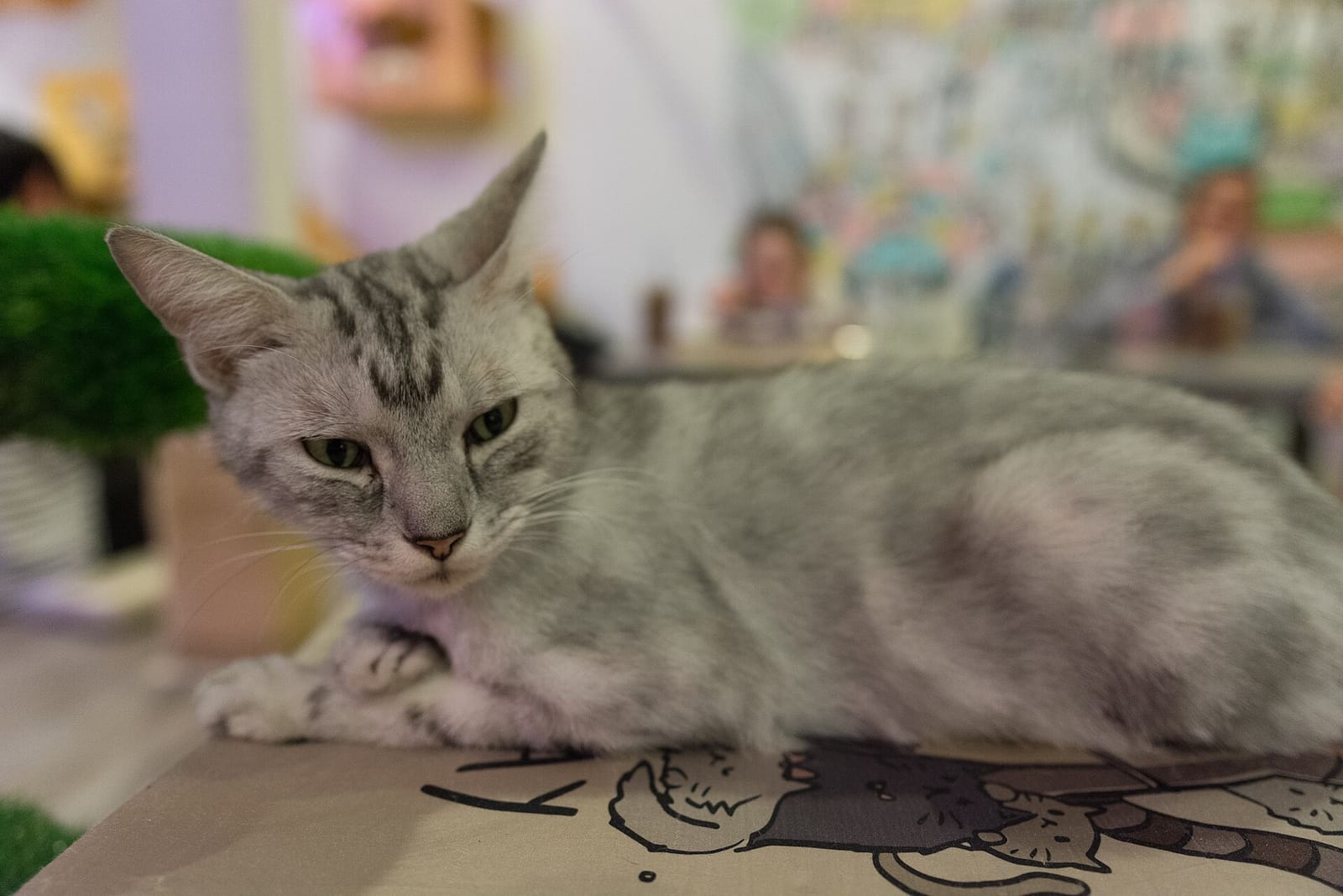 Caturday Cat Cafe photo 2