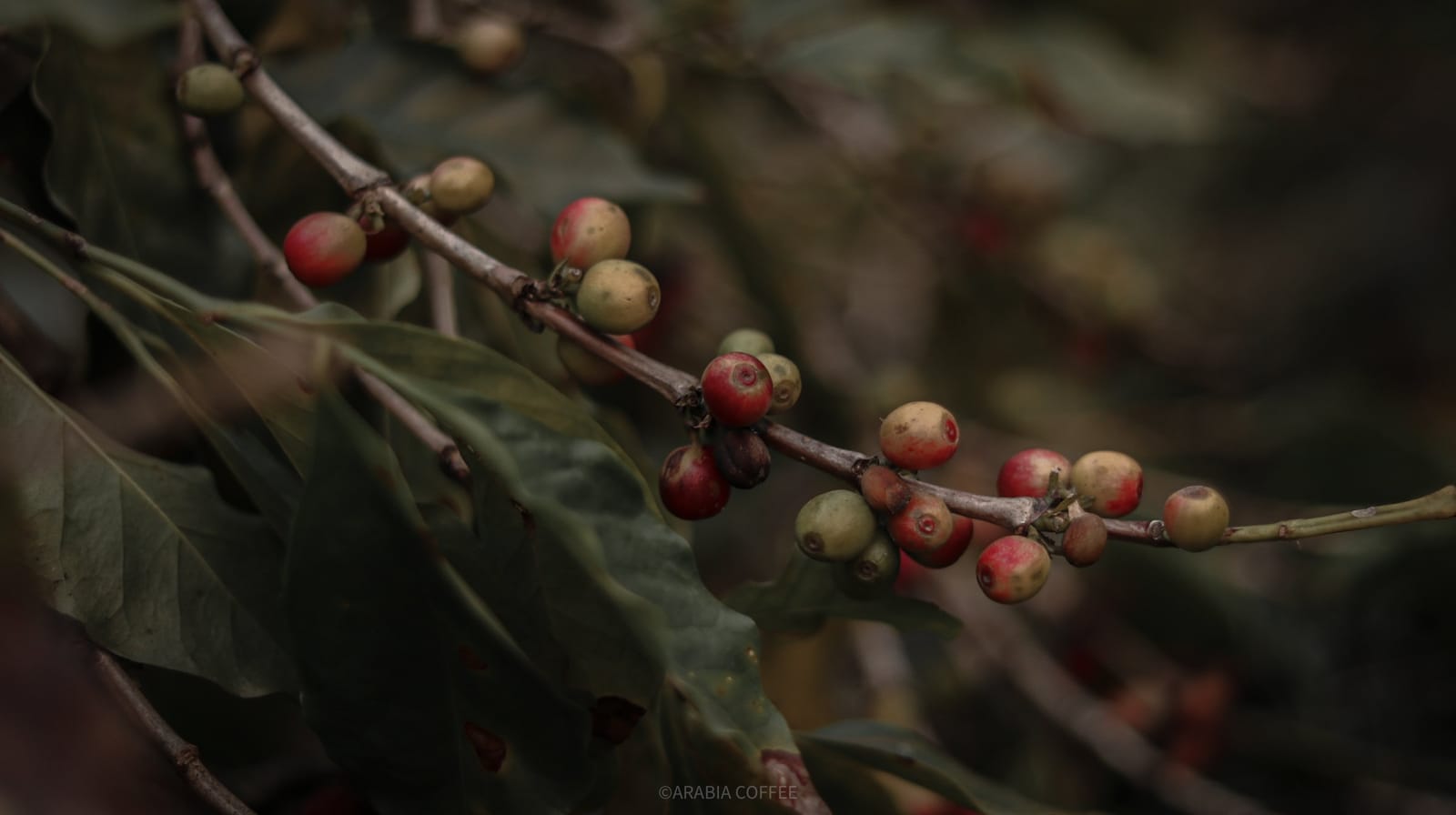 ARABIA COFFEE SURAT THANI photo 4