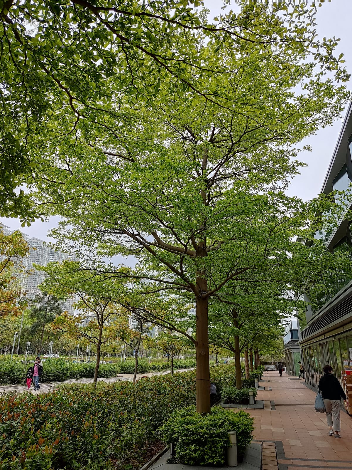 STARBUCKS Tung Chung Century Link Shop photo 4