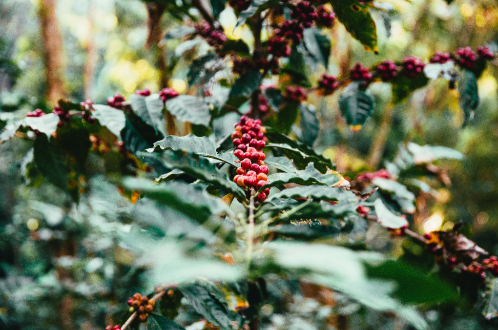 Caseta Coffee photo 2