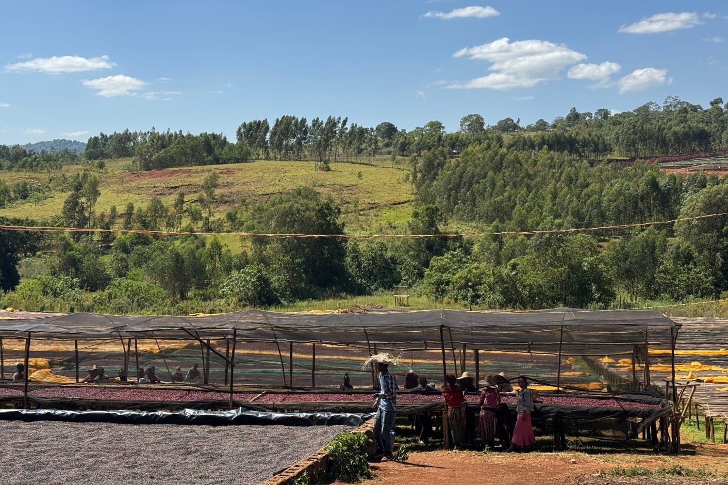 Carib Bean Coffee Roasters photo 6